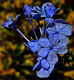 4350 blue flower