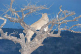 LIONS IN A TREE