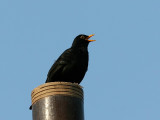 Koltrast - Blackbird (Turdus merula)