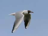 Skrattms - Black-headed Gull (Larus ridibundus)