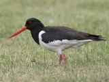 Strandskata -Oystercatcher (Haematopus ostralegus)