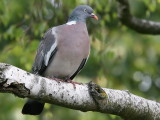 Ringduva - Woodpigeon (Columba palumbus)