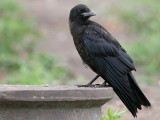 Rka - Rook (Corvus frugilegus)