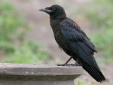 Råka - Rook (Corvus frugilegus)