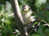 Blmes - Blue Tit (Parus caeruleus)