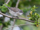Ärtsångare - Lesser (Whitethroat Sylvia curruca)
