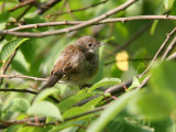 Törnsångare - Whitethroat (Sylvia communis)