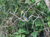 Kungsfiskare - Kingfisher (Alcedo atthis)