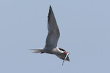 Fisktrna - Common Tern (Sterna hirundo)