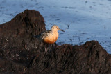 Kustsnäppa - Knot (Calidris canutus)