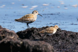 Småsnäppa - Little Stint (Calidris minuta)