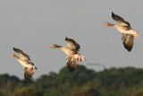 Grågås - Greylag Goose (Anser anser)