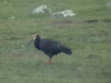 030107 ii Southern bald ibis Sani Pass.jpg