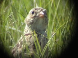 030114 gg Bothas lark Wakkerstrom.jpg