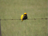 030114 hh Yellow-crowned bishop Wakkerstrom.jpg