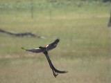 030114 jj Long-tailed widowbird Wakkerstrom.jpg