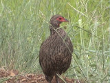 030117 e Swainson´s spurfowl Kruger NP.jpg