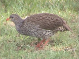 030117 ss Natal francolin Kruger NP.jpg