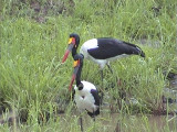 030118 lll Saddle-billed stork Kruger NP.jpg