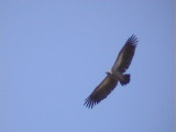 030119 gg White-backed vulture Kruger NP.jpg