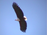 030119 k Afrikan fish eagle Kruger NP.jpg