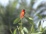 Northern red bishop.jpg