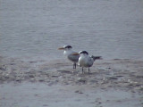 Royal tern.jpg