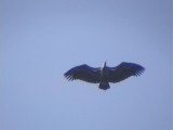 Ruppells griffon vulture.jpg