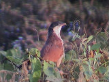 Senegal coucal.jpg