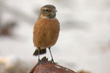 041013 Common Stonechat 0.jpg