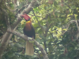 060310 m Rufous hornbill Camp1-Camp2 Hamut.JPG