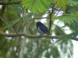 060325 mm Violet cuckoo Mt Kitanglad.JPG