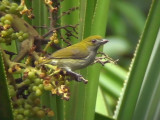 060330 i Olive-backed flowerpecker Picop.JPG