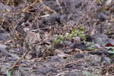 Svartstrupig jrnsparv - Black-throated Accentor (Prunella atrogularis)