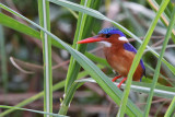 Malachite kingfisher - (Alcedo cristata)
