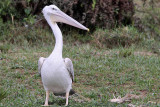 Pink-backed pelican - (Pelecanus rufescens)