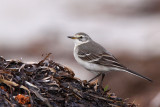 Citronrla - Citrine Wagtail (Motacilla citreola)