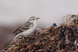 Citronrla - Citrine Wagtail (Motacilla citreola)