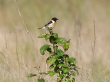 Svarthakad buskskvätta - Common Stonechat (Saxicola torquata)