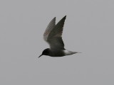 Svarttrna - Black Tern (Chlidonias niger)