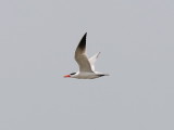 Skrntrna - Caspian Tern (Sterna caspia)