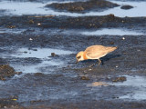 Ökenpipare - Greater Sand Plover (Charadrius leschenaultii)