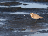 Ökenpipare - Greater Sand Plover (Charadrius leschenaultii)