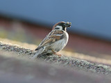 Pilfink - Tree Sparrow (Passer montanus)