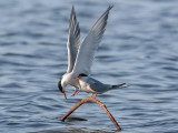 Fisktärna - Common Tern (Sterna hirundo)