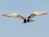 Fisktärna - Common Tern (Sterna hirundo)