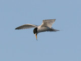 Småtärna - Little Tern (Sterna albifrons)