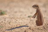 Ground squirrel, Kgalagadi