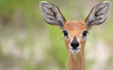 Steenbok, Nxai pan