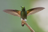 Buff-tailed coronet